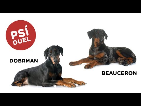 Psí duel - Dobrman vs Beauceron - Tlapka TV