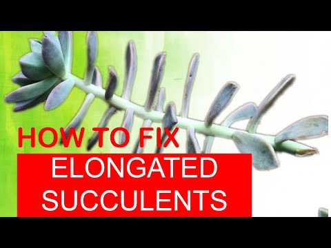 HOW TO FIX ELONGATED SUCCULENTS ( Secrets to Fast Propagation)ASMR
