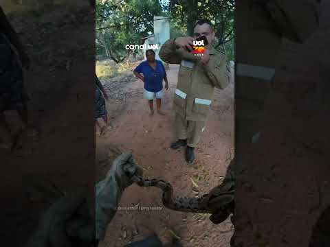 Bombeiros resgatam jiboia escondida em galinheiro no Ceará
