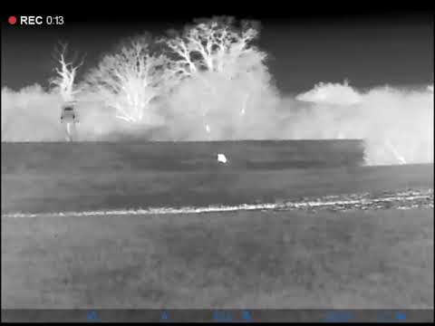 Jagd auf Schwarzwild- Keiler trollt durch den Weizen