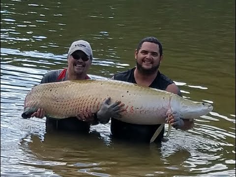 Ted's fishing in Guyana South America catching Arapaima!