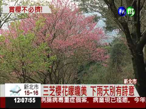 三芝櫻花大道盛開 遊客慕名而來