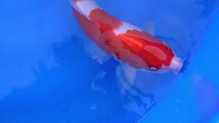 video van Nidan Kohaku 2301022