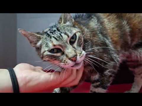 Vídeo de KLEOPATRA