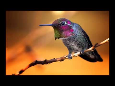 Olivier Messiaen - Oiseaux Exotiques