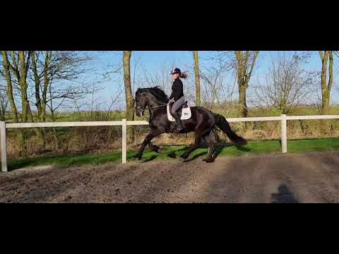 Stal Okkema's Haije - Julius x Ielke - stallion - 2018 - 1.68m