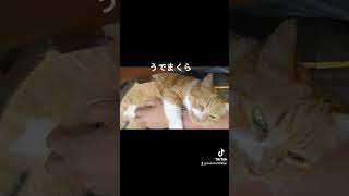 #みかん#元野良猫#保護猫#猫のいる生活#Cats