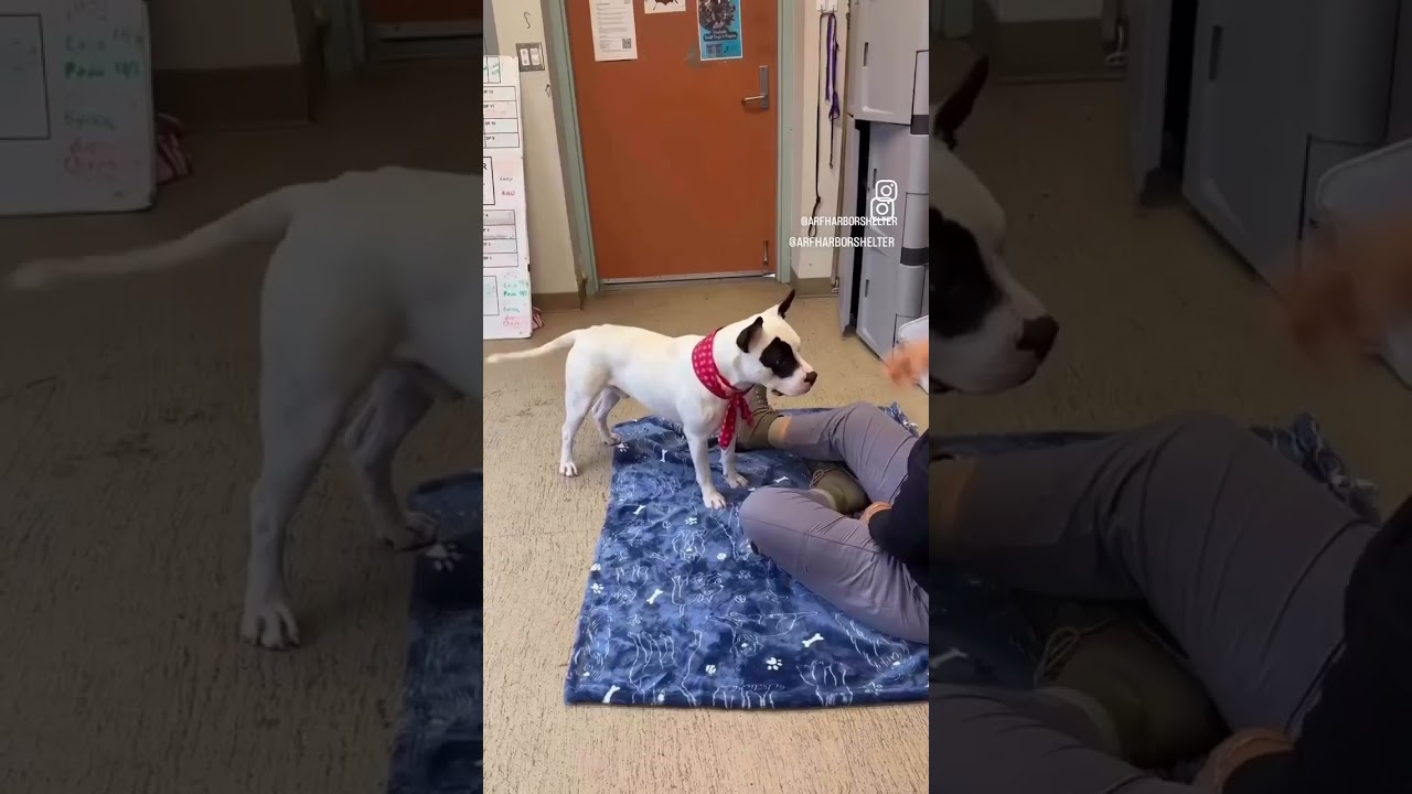 Beetle , an adopted mixed breed in Rancho Palos Verdes, CA video 2/6