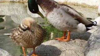 Nice weather for ducks