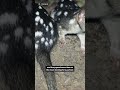 This Animal Is Mating Itself To Death