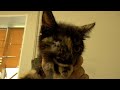Kitten With One Eye Has Finished Visiting Vet Clinic