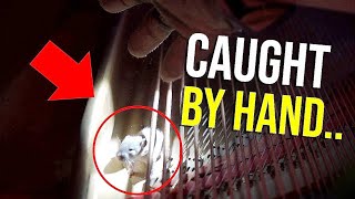 How to GET RID OF RATS fast and permanently...Rats NESTING in a PIANO!! Twin Plumbing