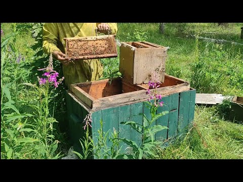 Роеловство.Переселение пойманных бродячих роёв с элитными матками Бакфаст. #роеловство #пчеловодство
