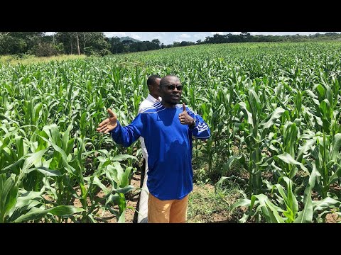 , title : '04 secrets agricoles cachés aux Africains qui vont faire décoller notre agriculture'