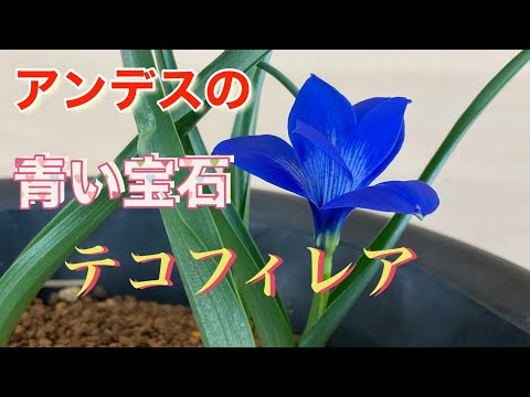 アンデスクッション 植物
