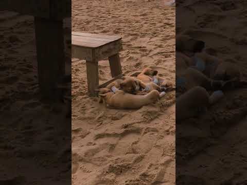 Cutie    #travel #trendingshorts #dog #beach