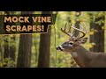 Setting Up A MOCK Vine SCRAPE Whitetail Deer Hunting