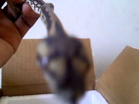 New Coastal x Jungle carpet python