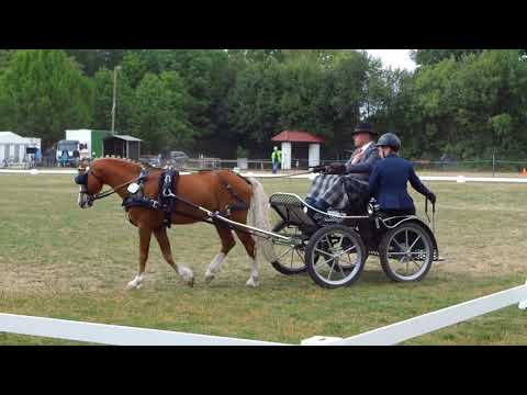 Fahrturnier Alfhausen 25.5.2019