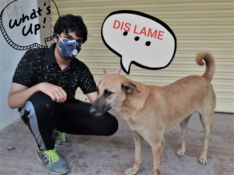 interview with ICE cream DOG