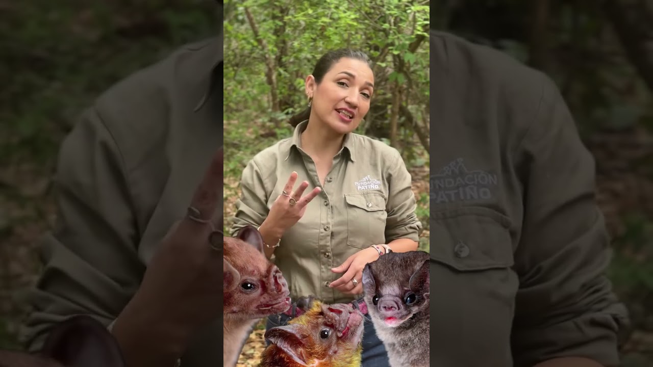 Existen Murciélagos gigantes de 2 metros