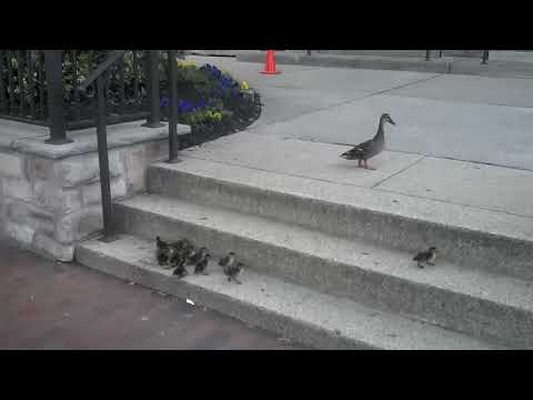 Little Ducklings Encounter the Stairs...