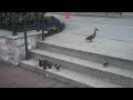 Ducklings vs. Stairs 