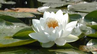 &quot;Sogno&quot;  -  ( Andrea Bocelli )