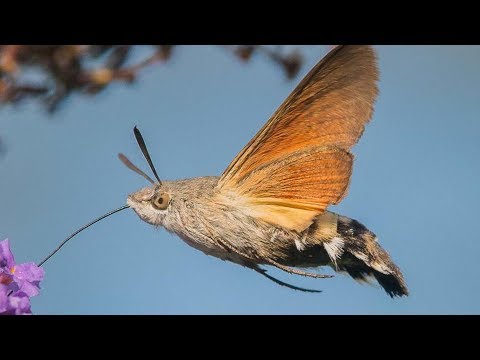 Hummingbird Hawk-Moth - Animal of the Week