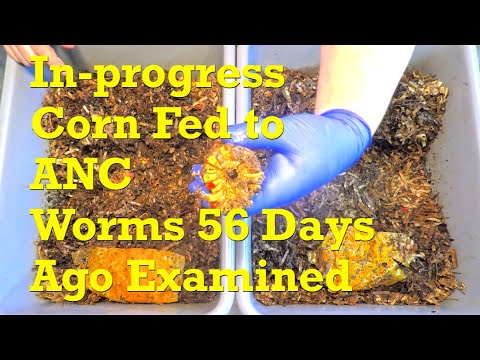 82-day African nightcrawler worm bins fed for the 7th time (despite loads of leftovers) vermicompost