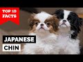 Japanese Chin - Top 10 Facts