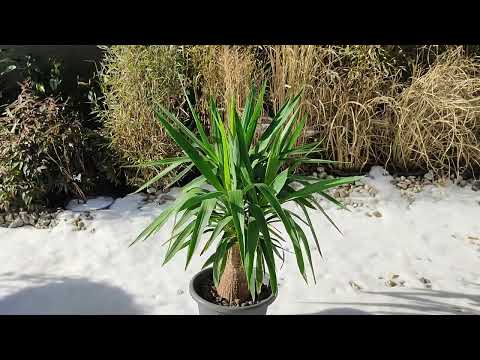 Yucca Palme Elefantenfuß PalmlilieAuch den Rekord Frost von -10 Grad °C Celsius überstanden