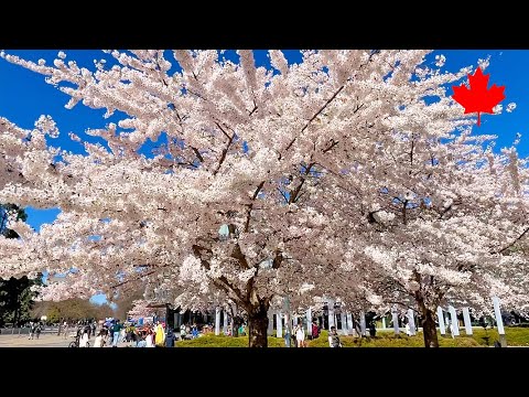 【Vancouver 2024】🇨🇦 1 Minute -UBC 22-🌸