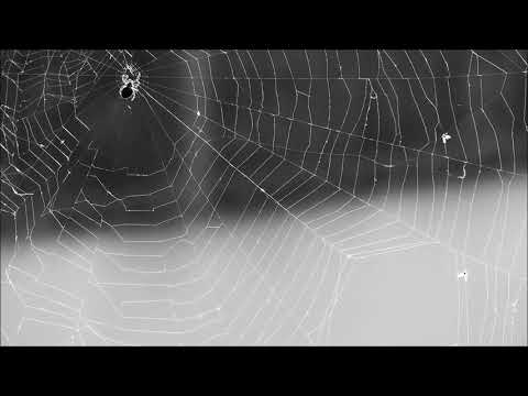 G. Ligeti: Continuum - Franjo Bilić, harpsichord (LIVE)