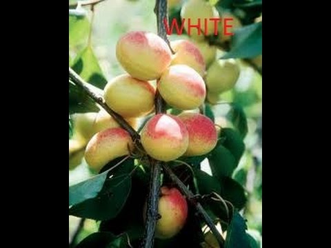 download lagu mp3 mp4 Different Types Of Apricots, download lagu Different Types Of Apricots gratis, unduh video klip Different Types Of Apricots