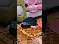 Cute Baby Namaz