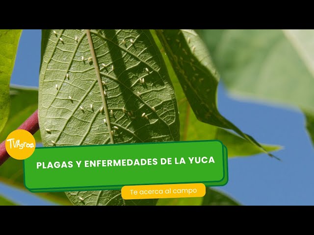 Vídeo relacionado con Las plagas y enfermedades de la yuca en Cienfuegos y su manejo: Propuesta y validación de un MIP en yuca