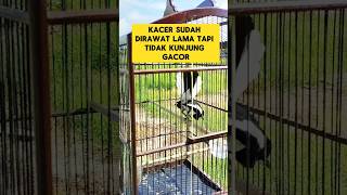 Download lagu Kacer tidak kunjung gacor ?? Coba Simak Video ini..!! mp3