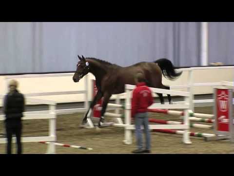 Kat.Nr. 52 Westf. Körung 2013 v. Baloubet du Rouet-Weinberg