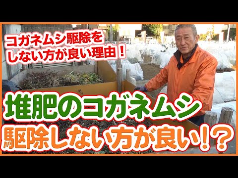 堆肥のカビ 緑白キノコ 食品微生物