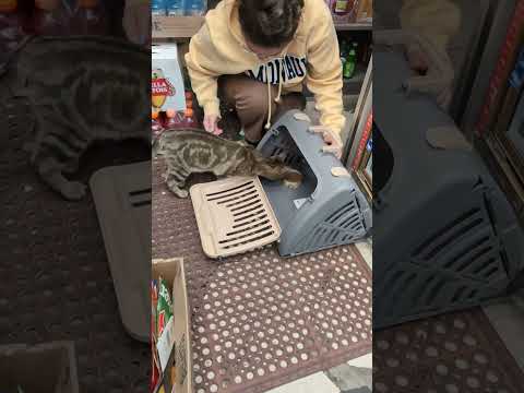 Former bodega cat gets a second chance