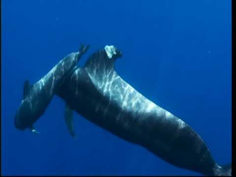 Blue Planet 2 - Plastics pollution