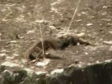 Lizard lateral presentation - Tropidurus hispidus