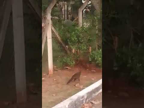 Jacú, son muchos y viven libres en la Universidad Federal de Lavras #ufla #lavras #minasgerais #jacú