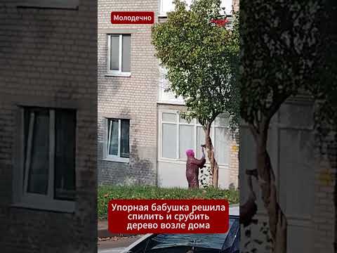 🌳🪓ШОК! Пенсионерка из Молодечно сменила ножовку на топор, чтобы срубить дерево возле дома #новости
