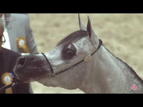 N 36 D SHOWF   Paris 2019   Junior Fillies Class 2A