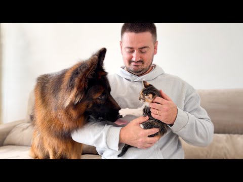 German Shepherd Meets a Kitten for the First Time