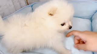ポメラニアンの動画01