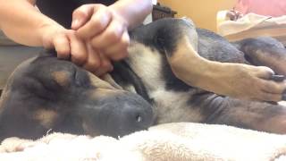 Bipsy gets a massage while she waits for her forever home at Oregon Humane Society.