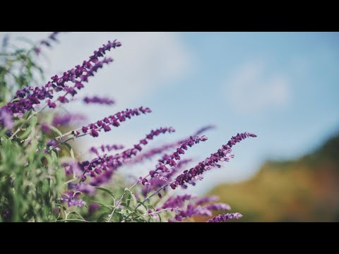 【公式】セージのある風景｜神戸布引ハーブ園／ロープウェイ｜Kobe Nunobiki Herb Gardens & Ropeway